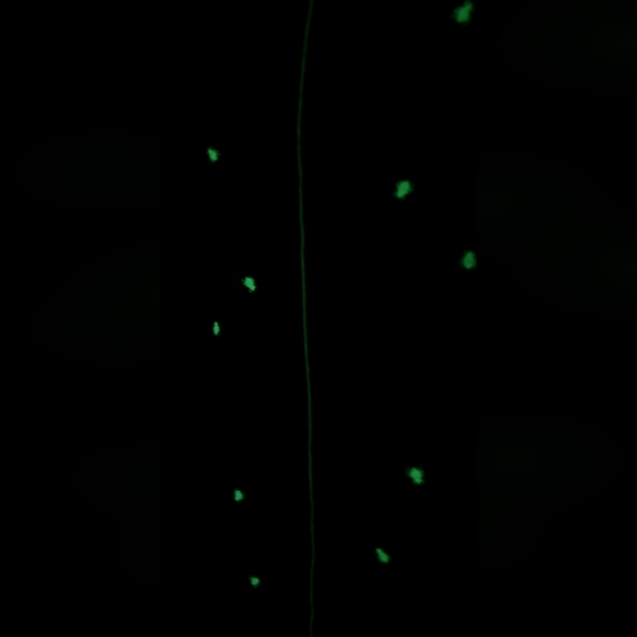 Beetlejuice Beetlejuice Lydia Sandworm Ghost Hooded Cardigan Sweater Glow dark - Picture 5 of 5